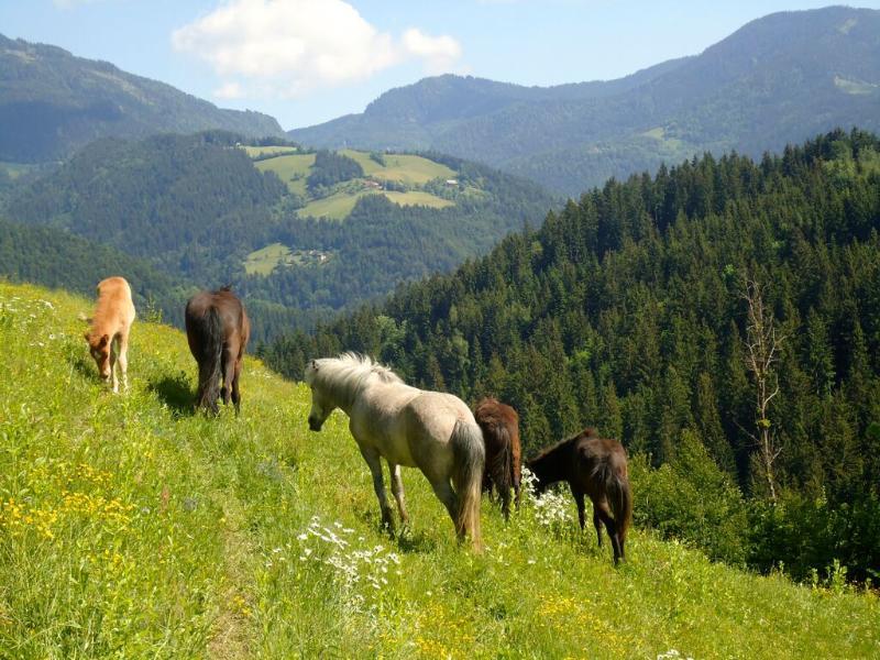 Camping Naturplac Na Skali Ljubno エクステリア 写真
