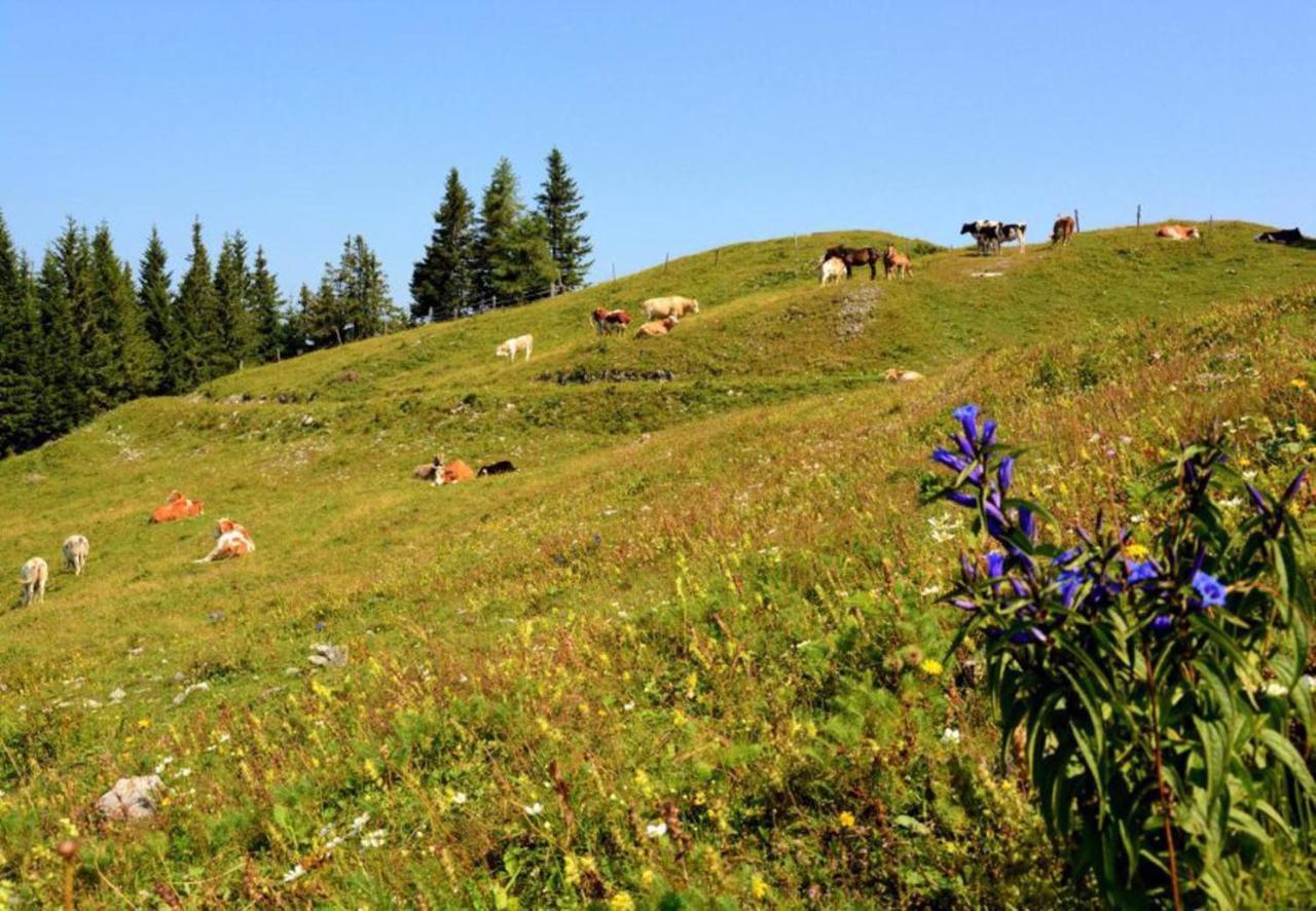 Camping Naturplac Na Skali Ljubno エクステリア 写真